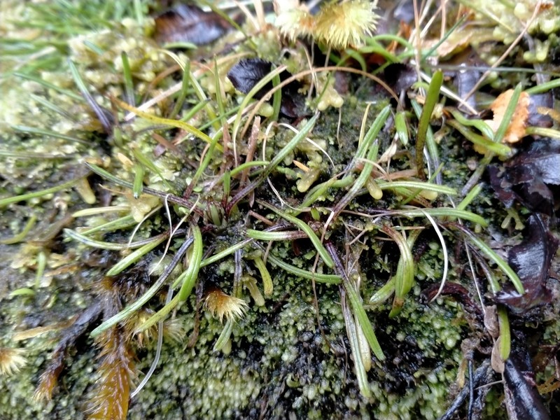 Abrotanella linearis photo 4