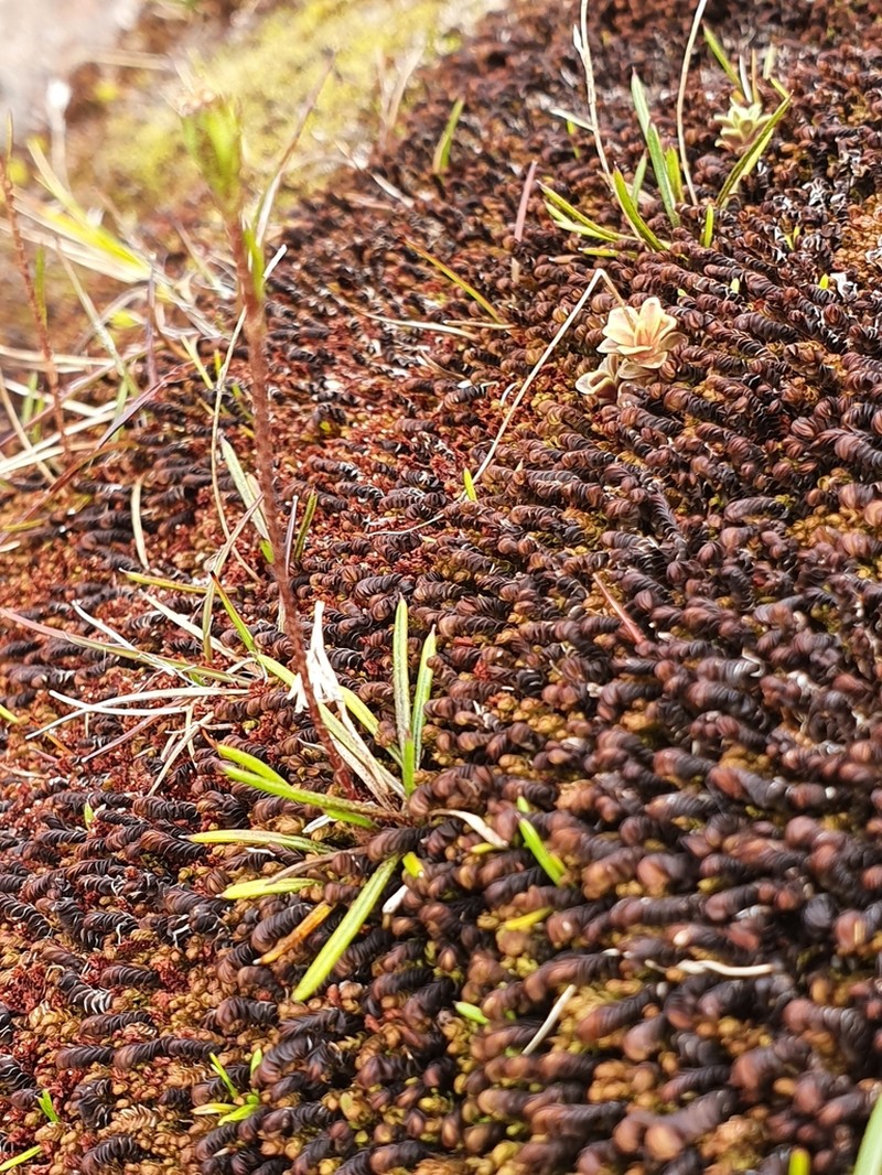 Abrotanella linearis photo 5