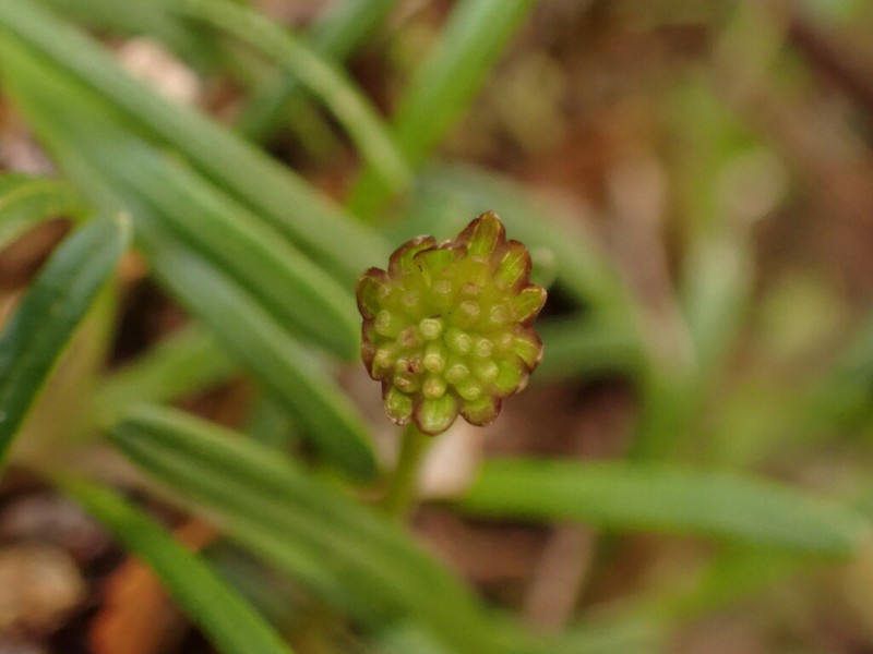 Abrotanella linearis photo 6