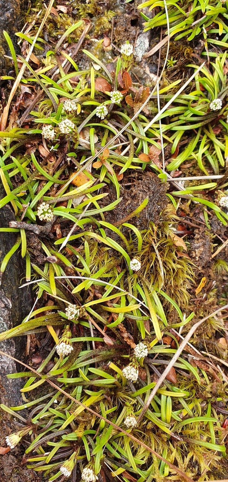 Abrotanella linearis photo 7