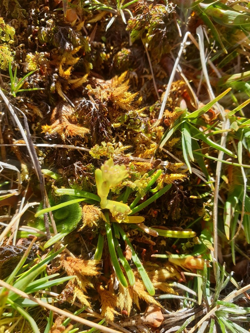 Abrotanella linearis photo 8