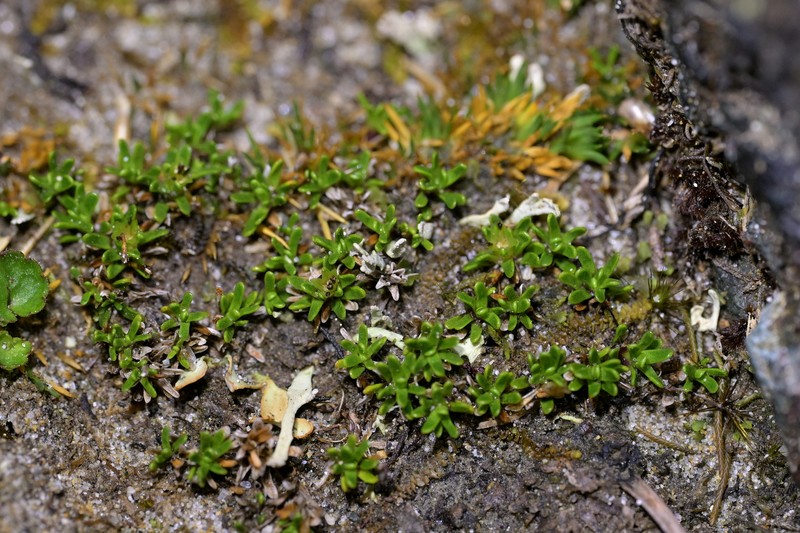 Abrotanella muscosa