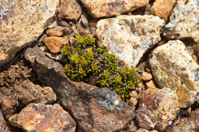 Abrotanella muscosa photo 2