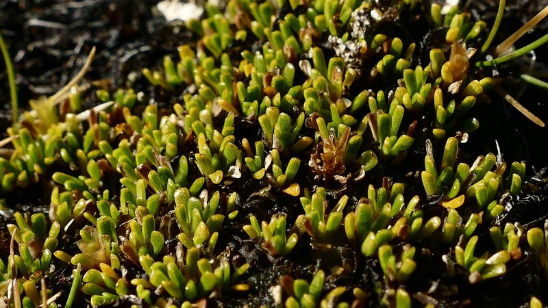 Abrotanella muscosa photo 3