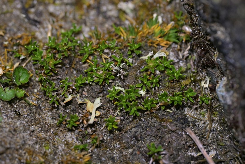 Abrotanella muscosa photo 4