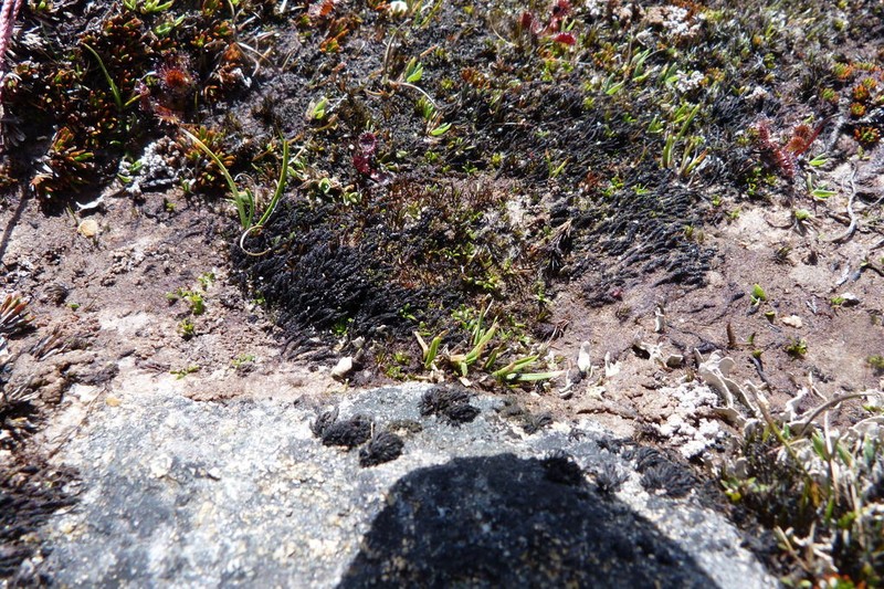 Abrotanella muscosa photo 8