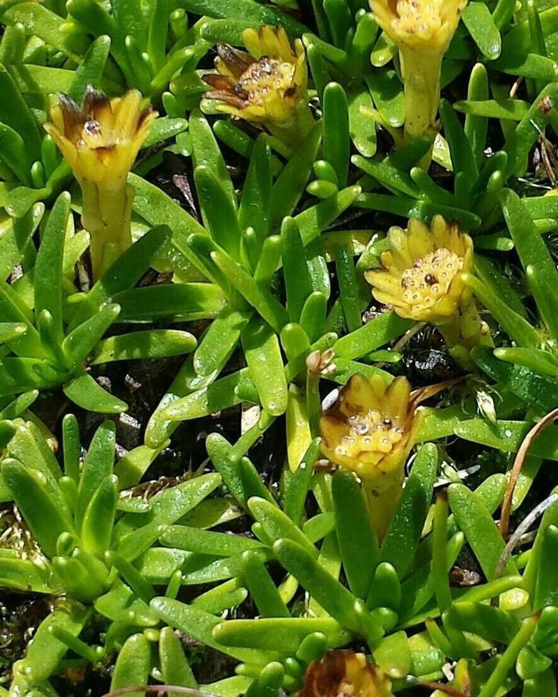 Abrotanella nivigena photo 2