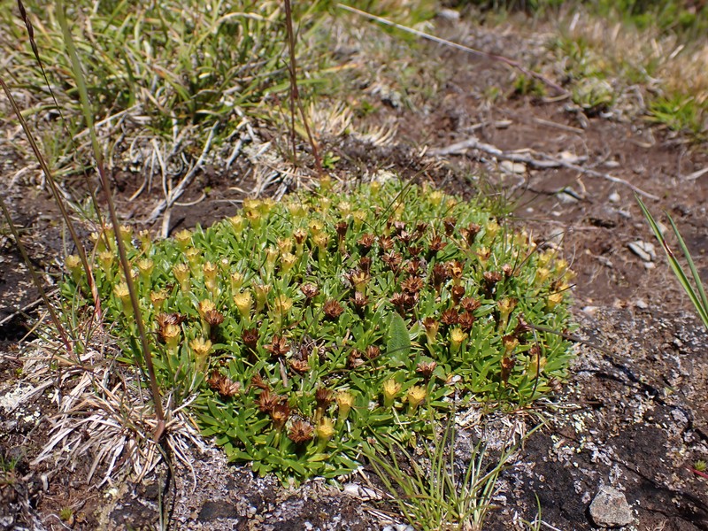 Abrotanella nivigena photo 6
