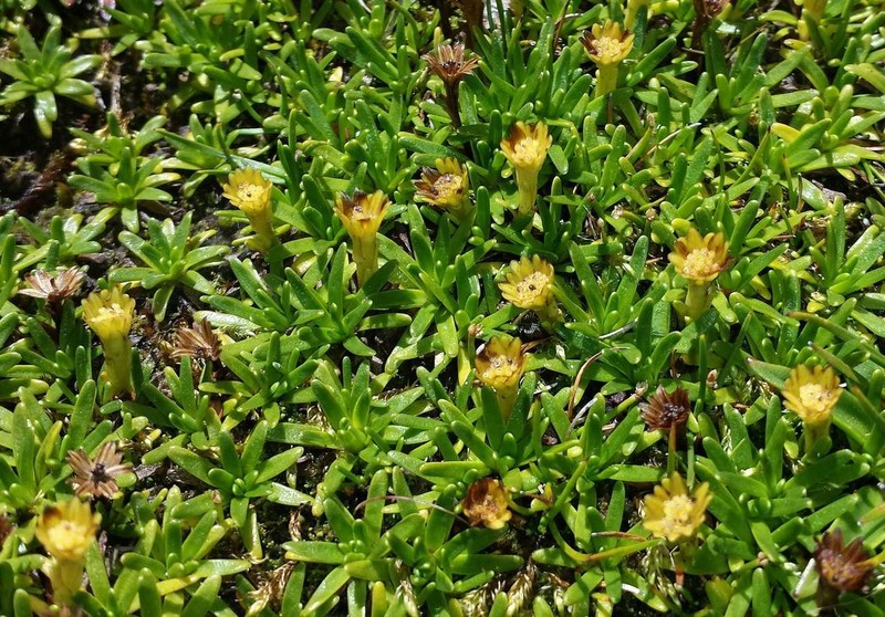 Abrotanella nivigena photo 7