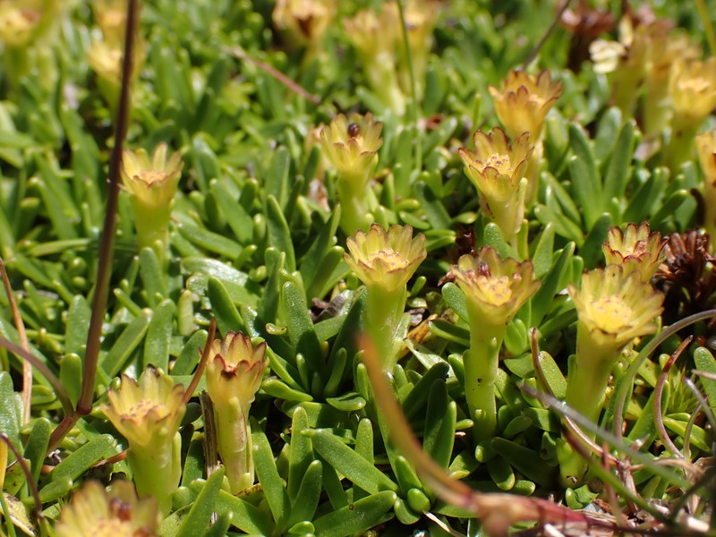 Abrotanella nivigena photo 8
