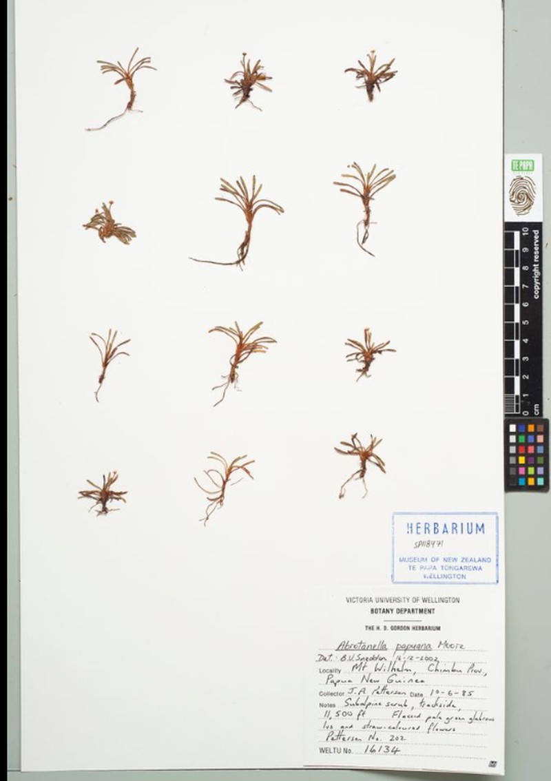 Abrotanella papuana