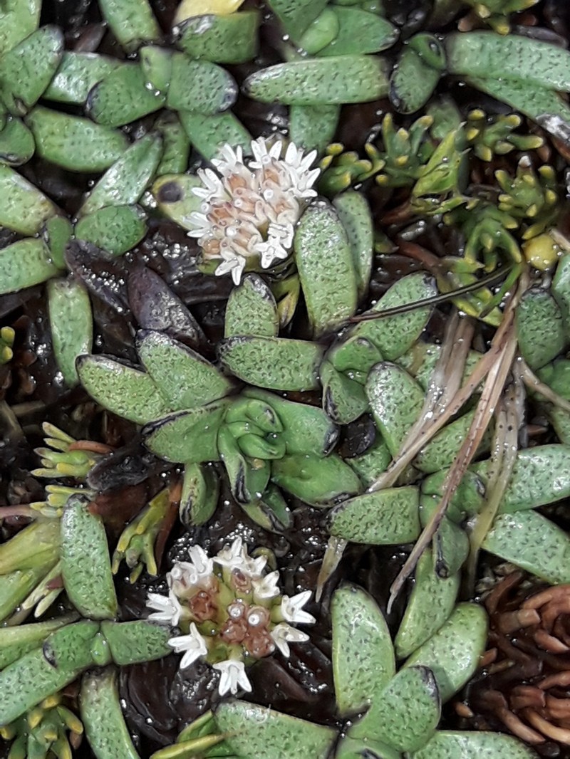 Abrotanella patearoa