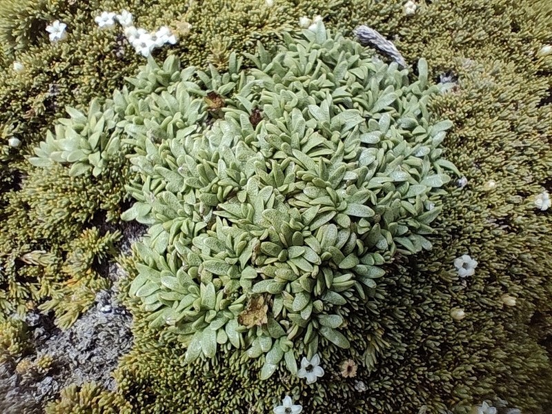 Abrotanella patearoa photo 4