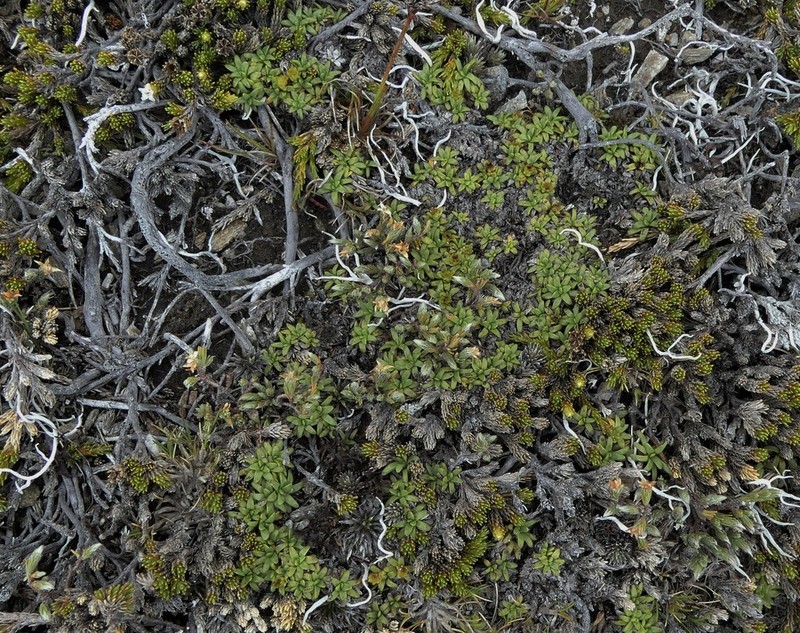 Abrotanella patearoa photo 6