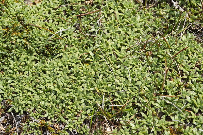 Abrotanella patearoa photo 7