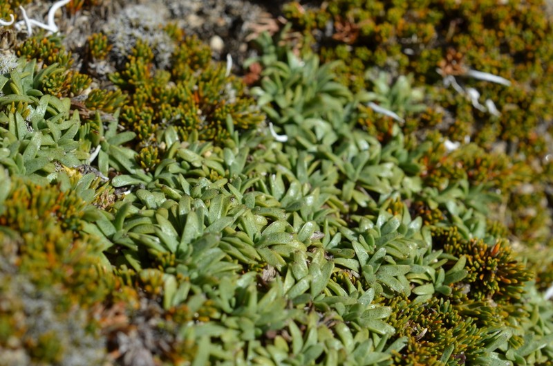 Abrotanella patearoa photo 8