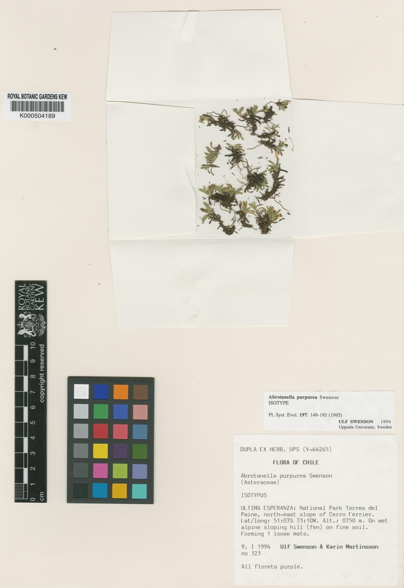 Abrotanella purpurea
