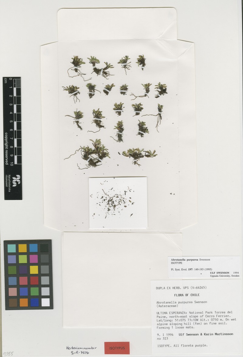 Abrotanella purpurea photo 2