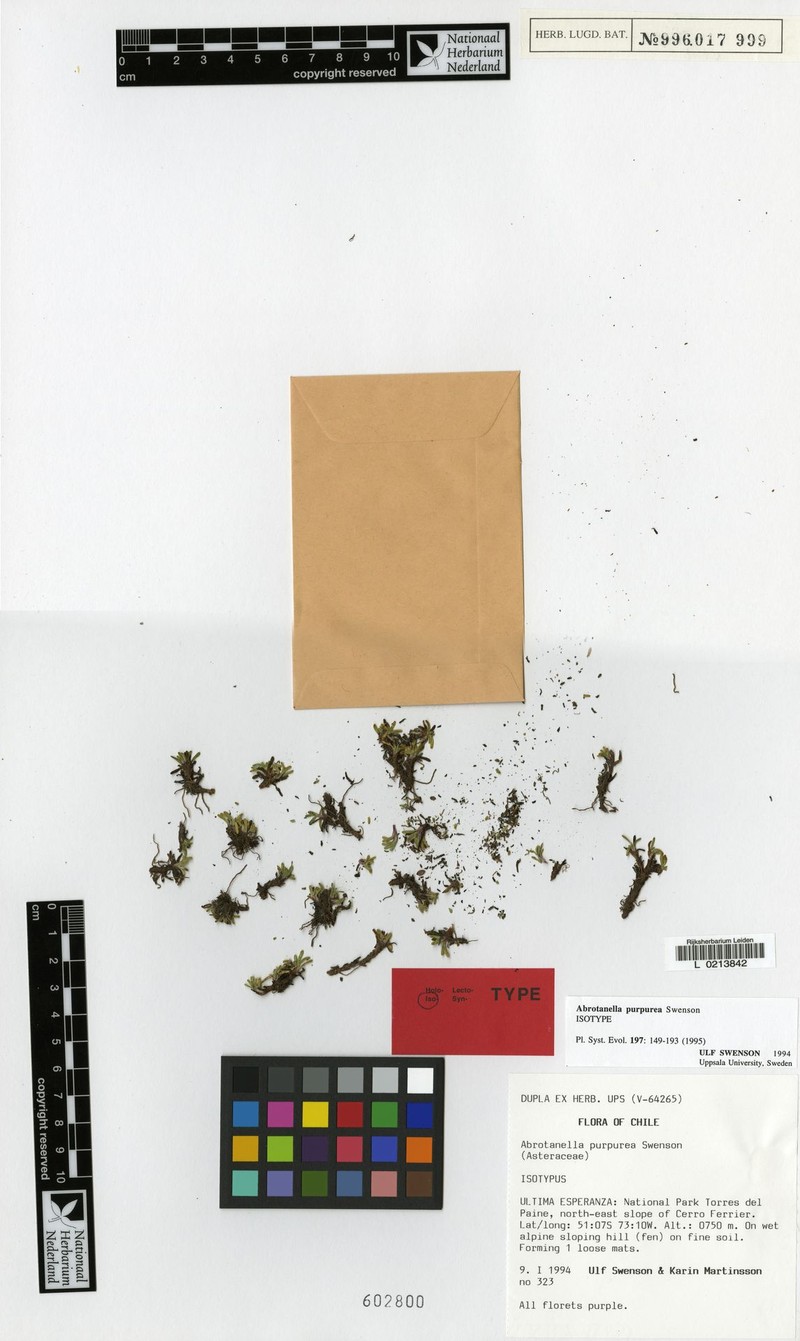 Abrotanella purpurea photo 3
