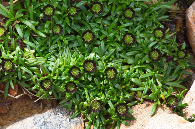 Abrotanella pusilla photo 2