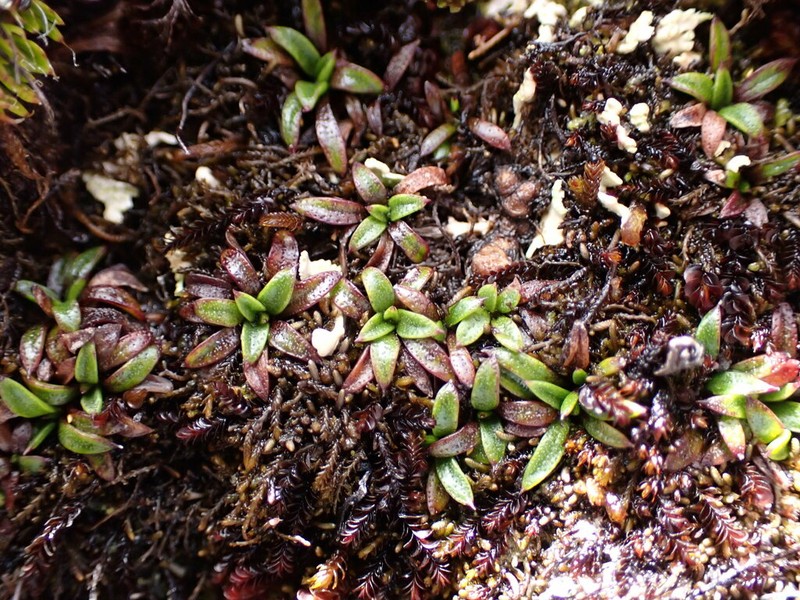 Abrotanella pusilla photo 3