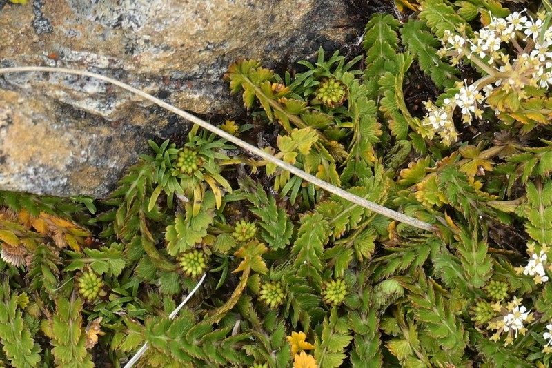 Abrotanella pusilla photo 4