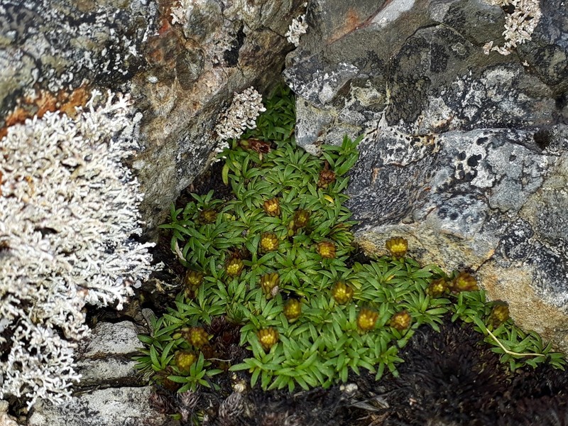 Abrotanella pusilla photo 5