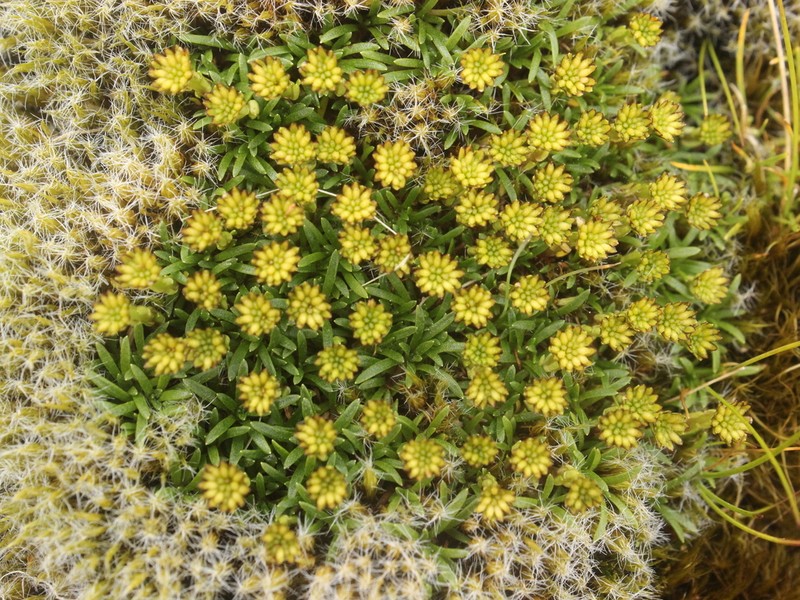 Abrotanella pusilla photo 6