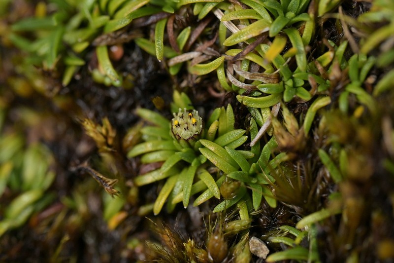 Abrotanella pusilla photo 7
