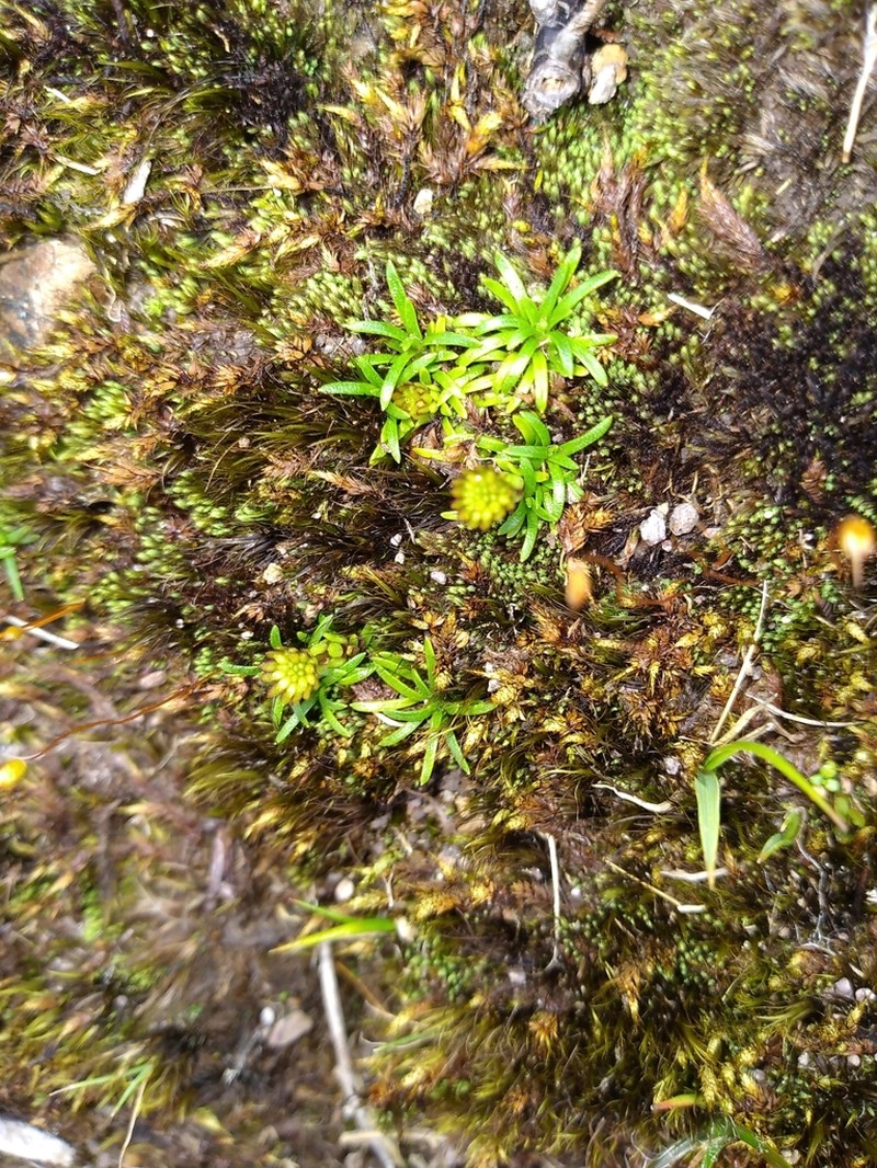 Abrotanella pusilla photo 8