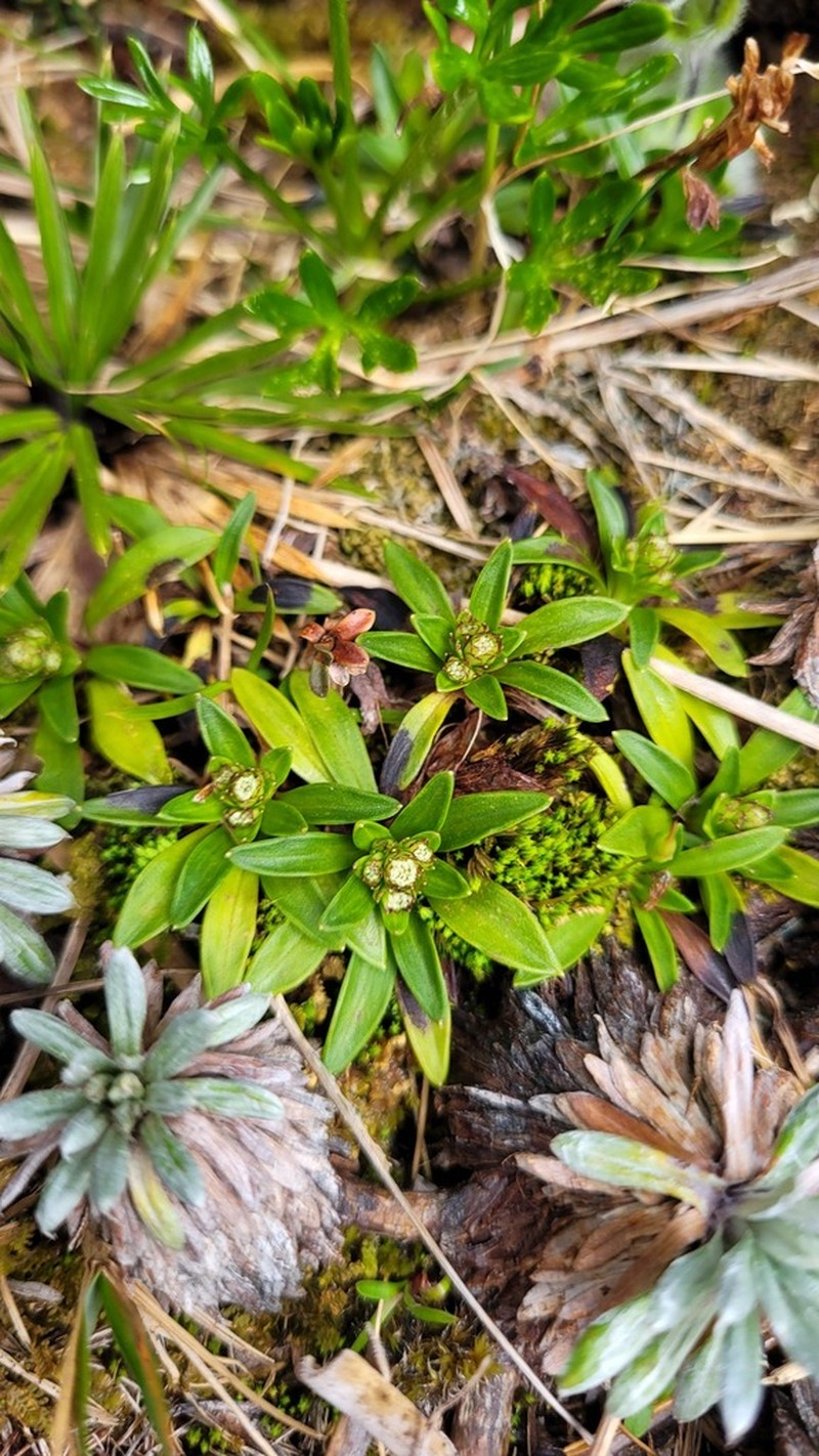 Abrotanella rostrata photo 3