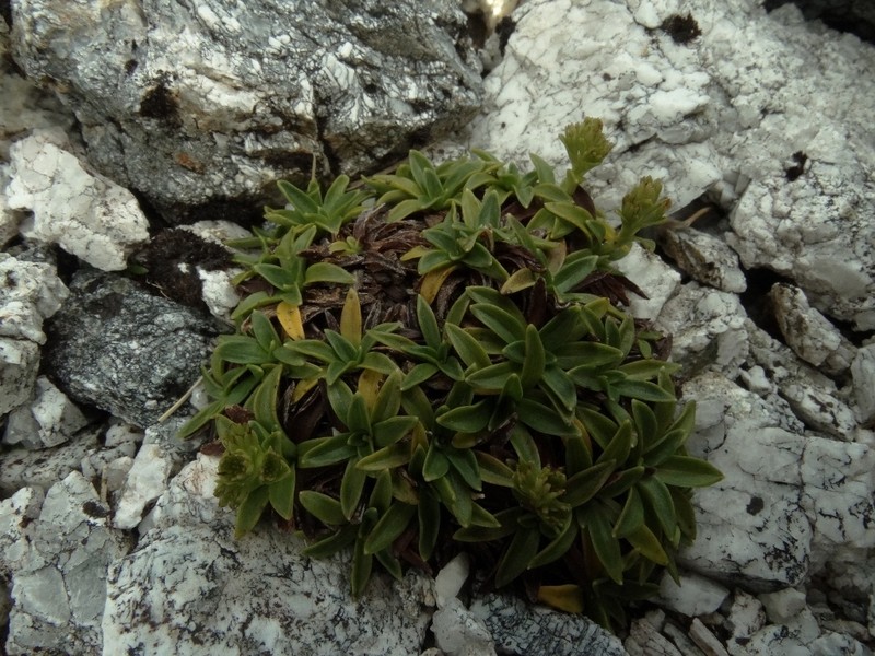 Abrotanella rostrata photo 4