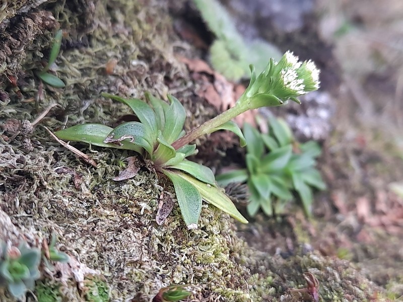 Abrotanella rostrata photo 6
