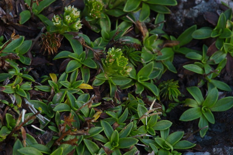 Abrotanella rostrata photo 7