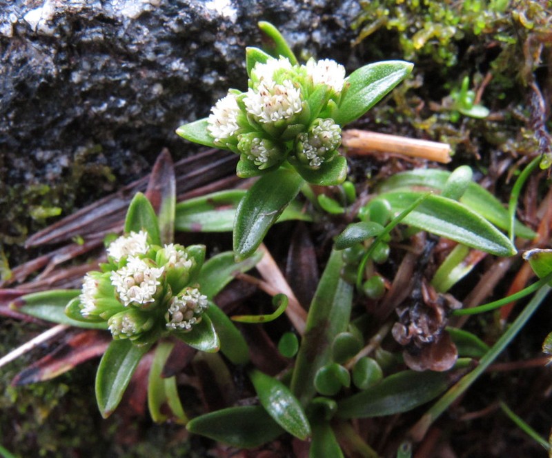 Abrotanella rostrata photo 8