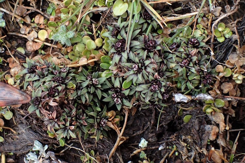 Abrotanella rosulata photo 3