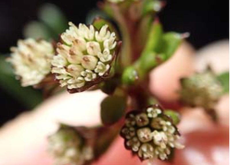 Abrotanella scapigera