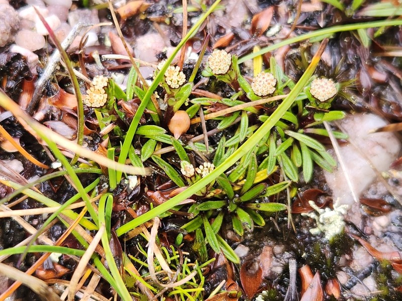 Abrotanella scapigera photo 3