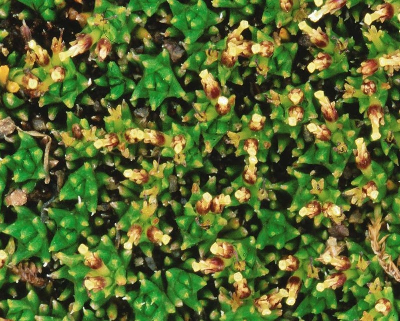 Abrotanella scapigera photo 7