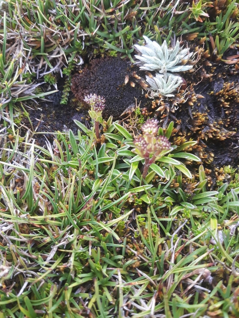 Abrotanella scapigera photo 8