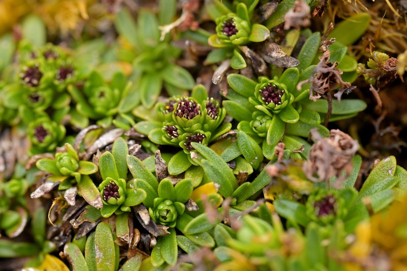 Abrotanella spathulata