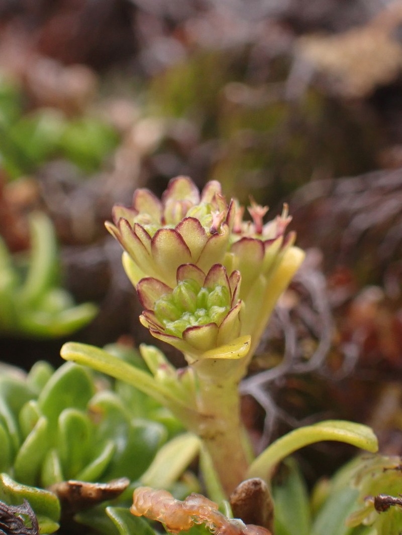 Abrotanella spathulata photo 2
