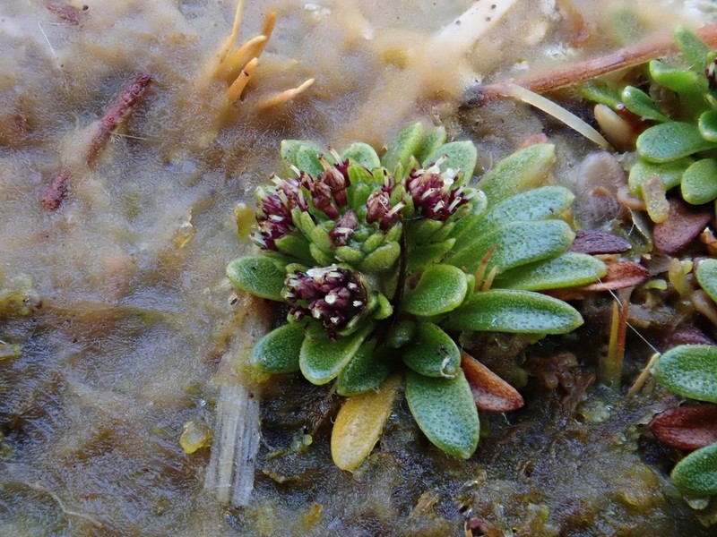 Abrotanella spathulata photo 3
