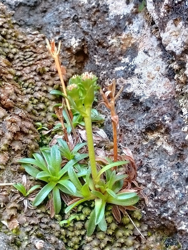 Abrotanella spathulata photo 5