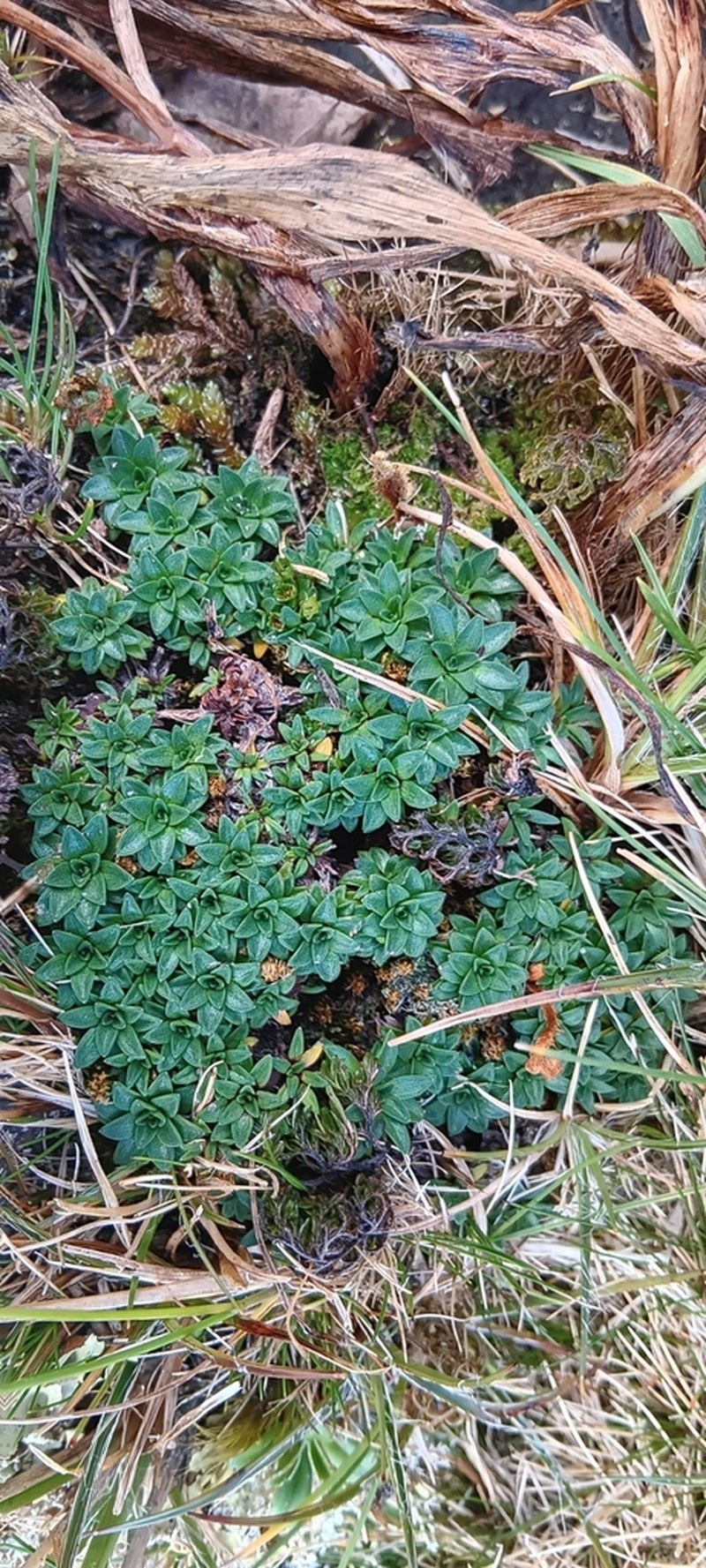 Abrotanella spathulata photo 7