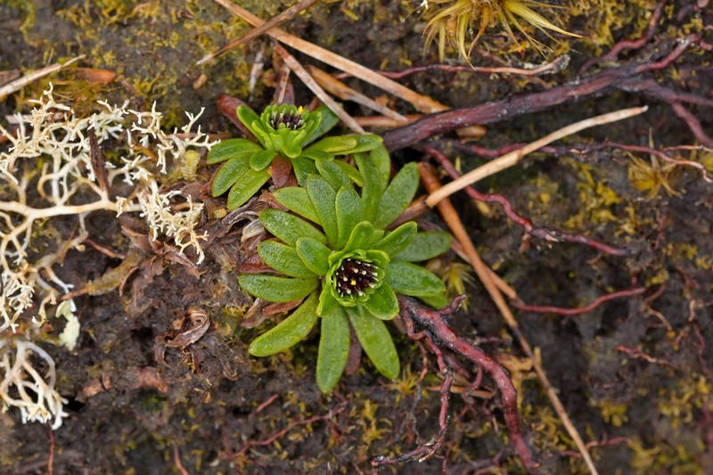 Abrotanella spathulata photo 8