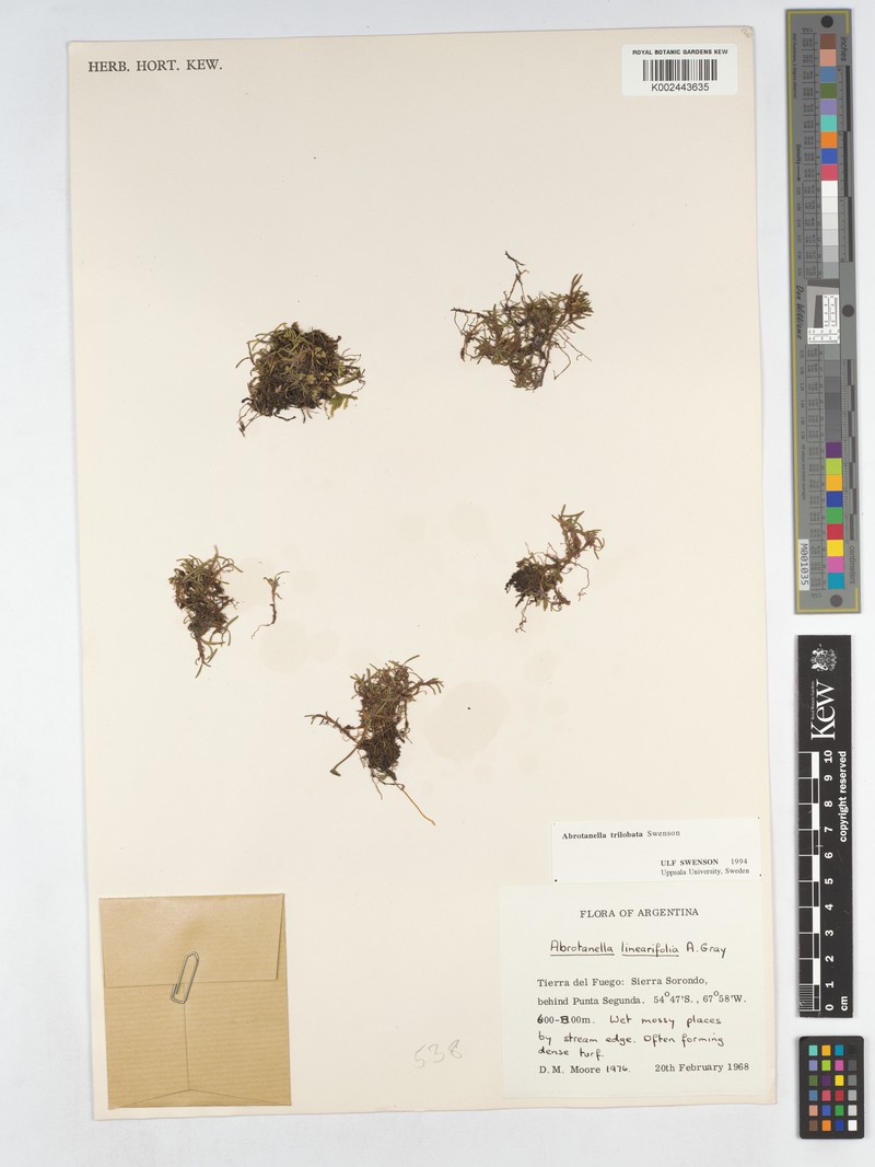 Abrotanella trilobata photo 3