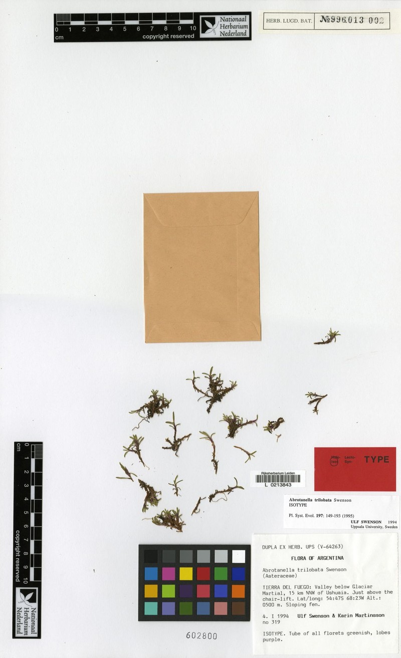 Abrotanella trilobata photo 4