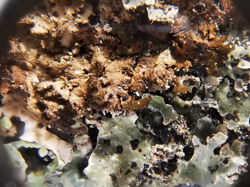 Abrothallus bertianus