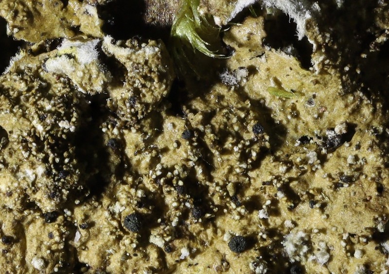 Abrothallus bertianus photo 2